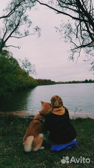 Кинолог с выездом / Дрессировка собак