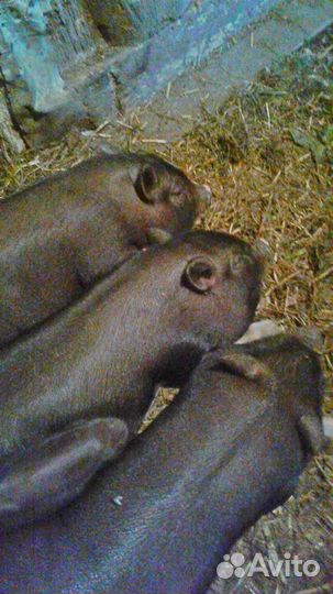 Продам вьетнамских поросят 1 месяц