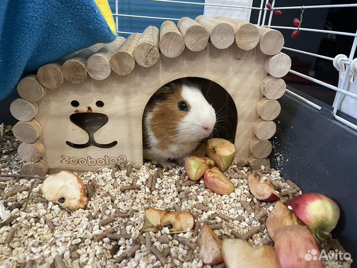 Клетка для грызунов большая, для морской свинки