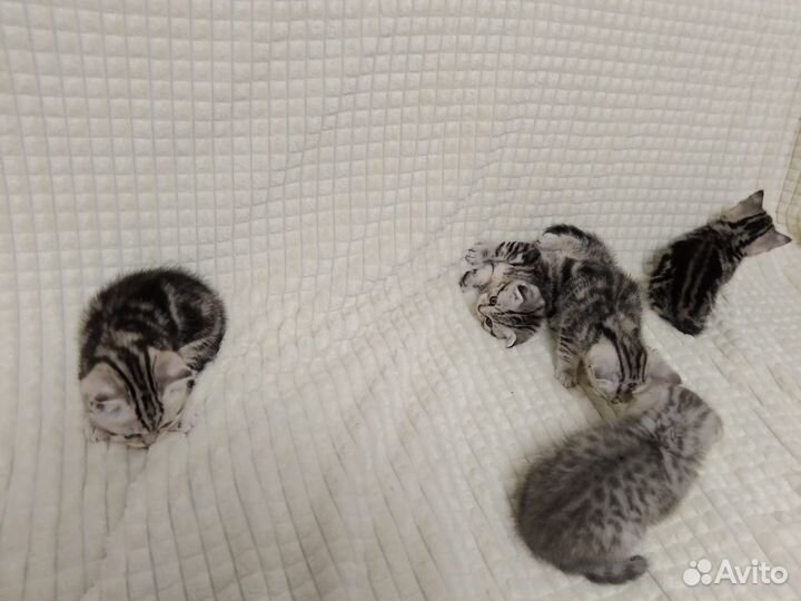 Шотландская