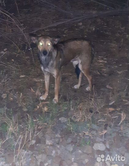 Нашлась собака