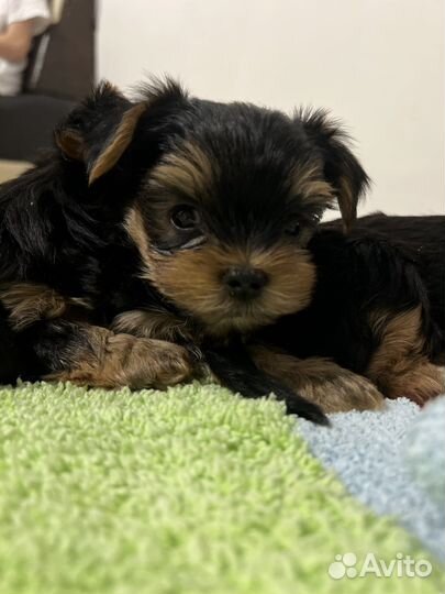 Йоркширский терьер