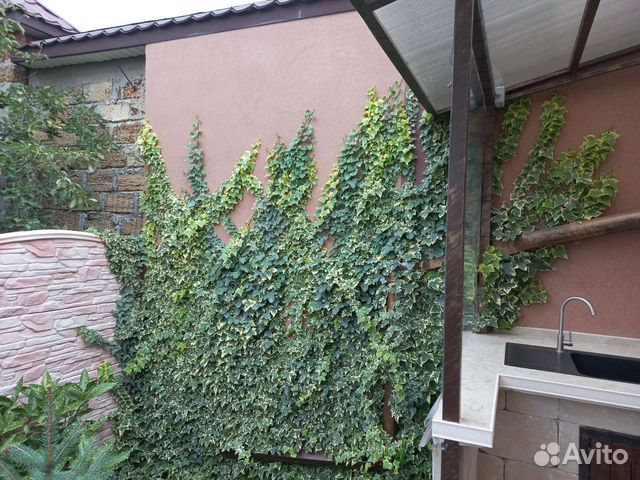 Плющ вечнозеленый садовый морозостойкий