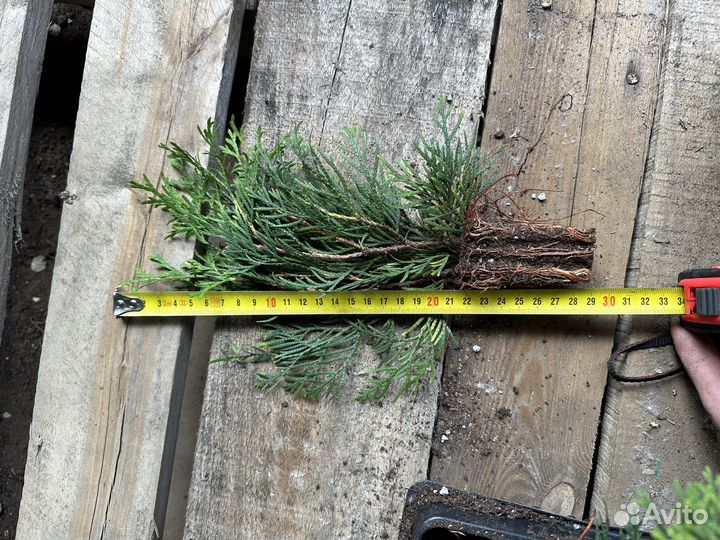 Саженцы туи смарагд