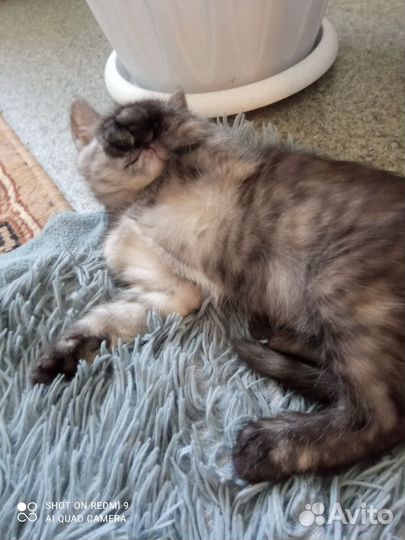 Котёнок девочка будет два месяца
