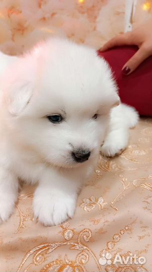 Самоедская лайка