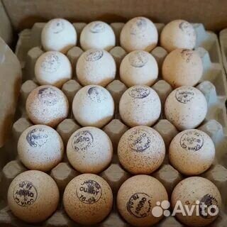 Бройлер. Индюшата. Цыплята