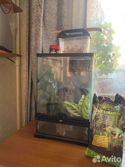 Реснитчатый бананоед с террариумом