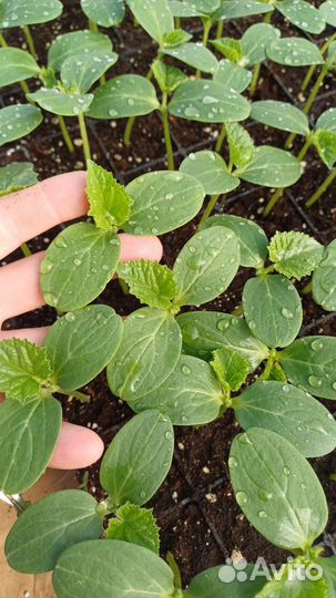 Выращивание рассады