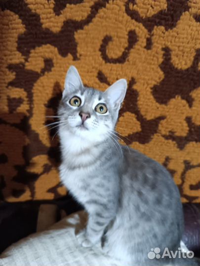 Котёнок девочка