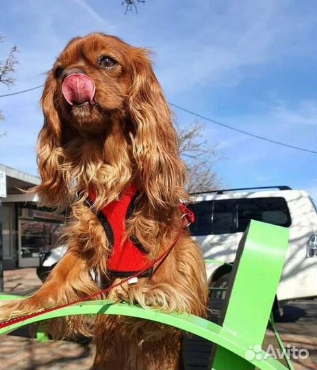 Кавалер Кинг Чарли щеночки