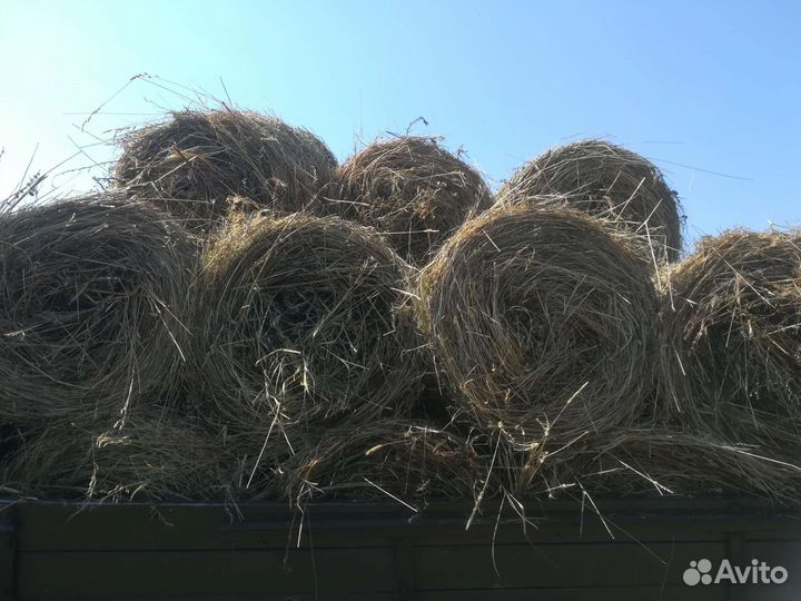 Продам сено в рулонах