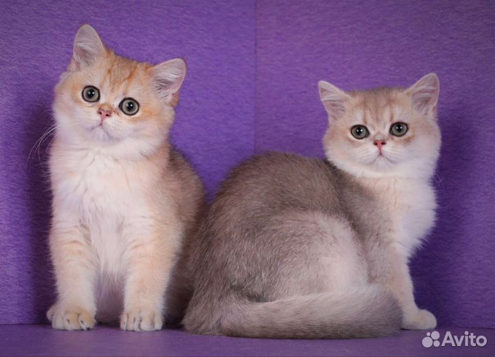 Солидный кот, для солидных господ