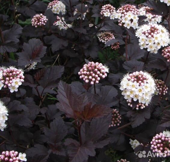 Гранат/пузыреплодник/бузина/павловния