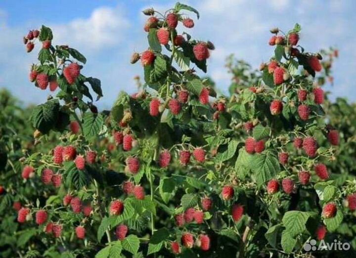 Малиновое дерево Таруса