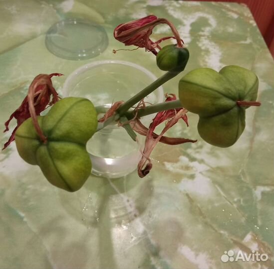 Гиппеаструм. Пророщенные семена в мини-тепличке