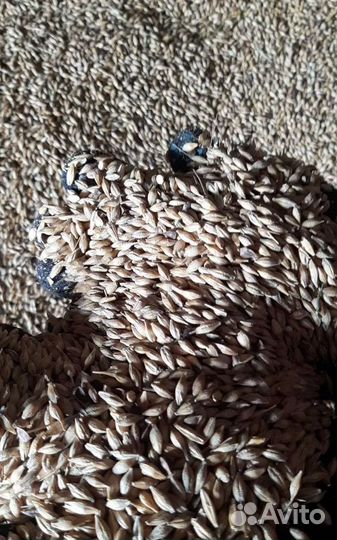 Кормовой ячмень, Кормовая пшеница на корм