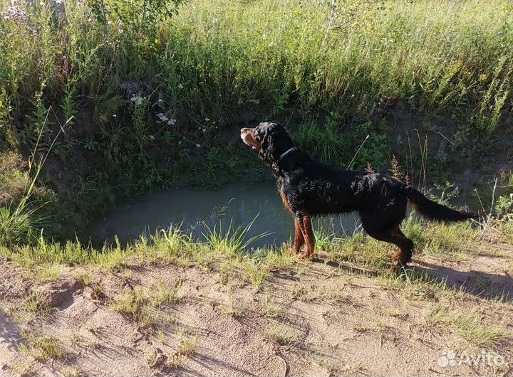 Шотландский сеттер