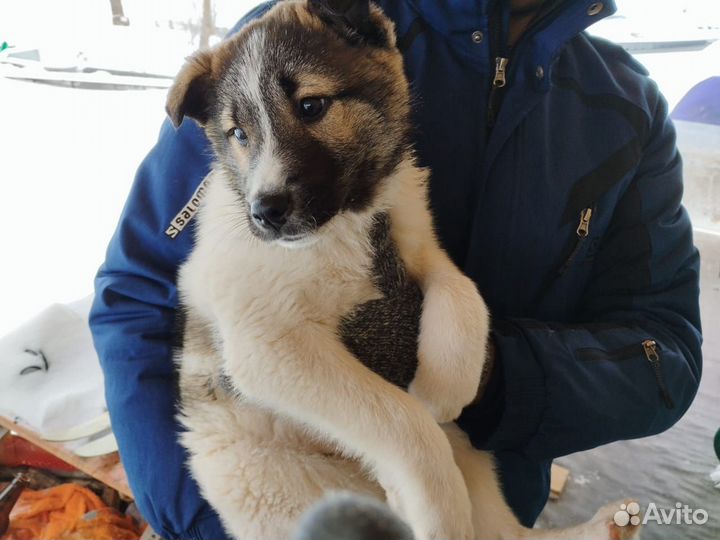 Собака бесплатно