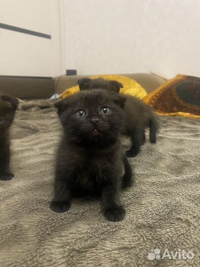 Шотландская