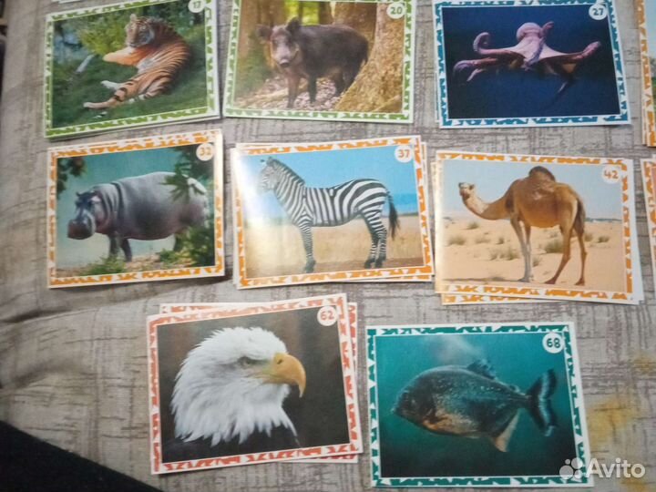 Наклейки живая планета пуд