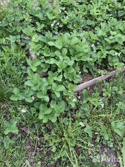 Клубника рассада