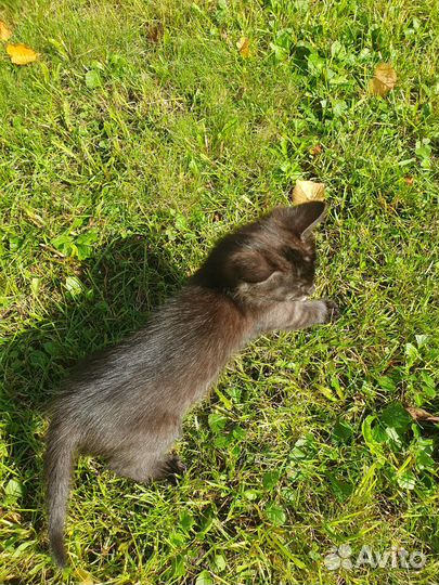 Котенок в добрые руки