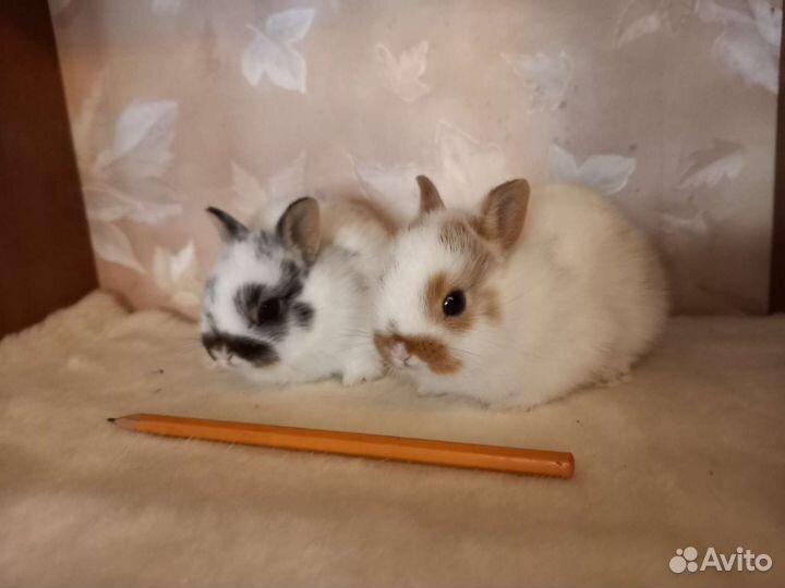 Карликовый кролик