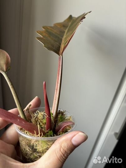 Филодендрон карамель марбл вар