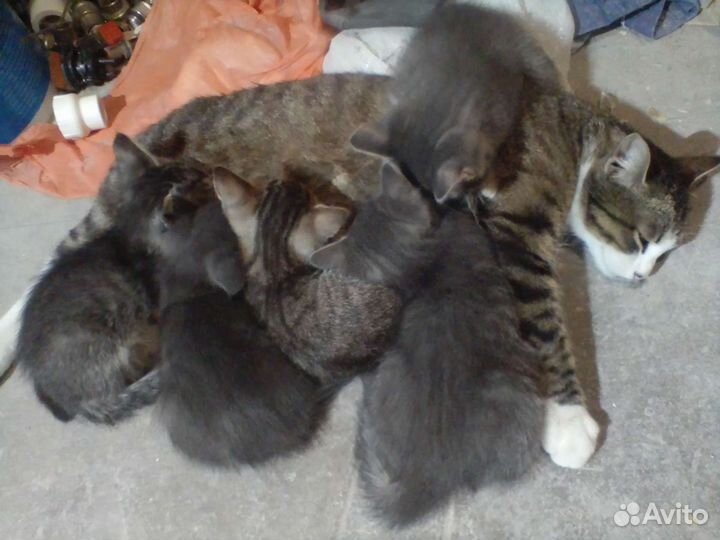 Котята в добрые руки бесплатно