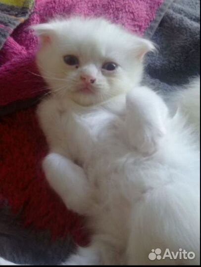 Шотландский котик