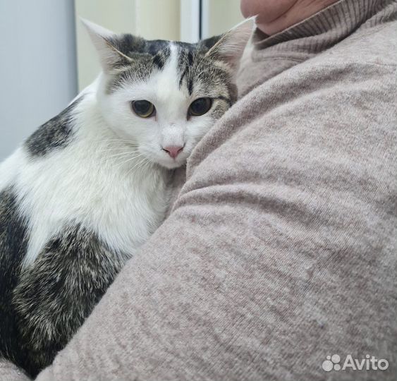 Кошка