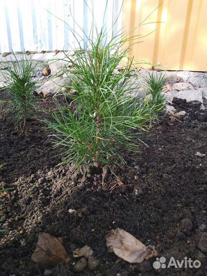 Саженцы кедра сибирского