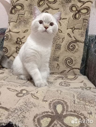 Британские котята
