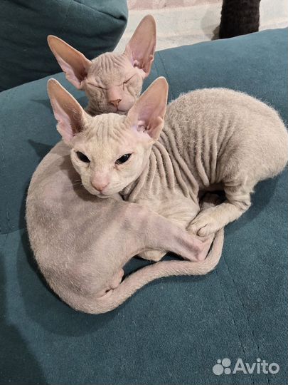 Донской сфинкс котята