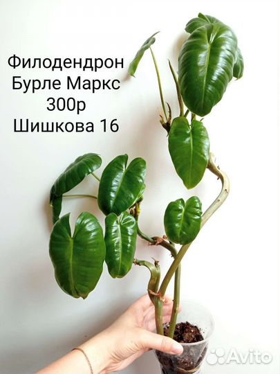 Филодендроны