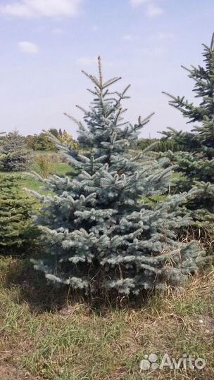 Ель саженцы Глаука Экстра из питомника