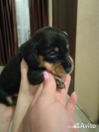 Кроличья такса