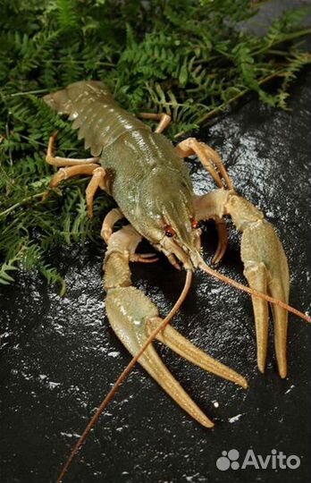 Раки Живые Волжские