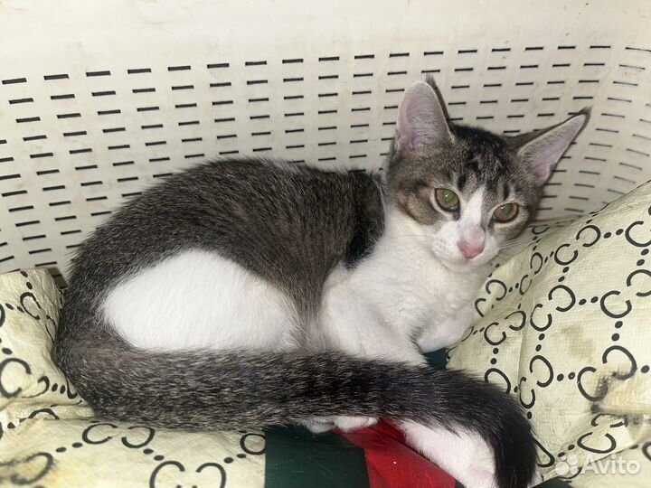 Кошка