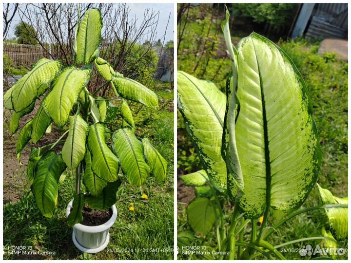 Диффенбахия. Самовывоз