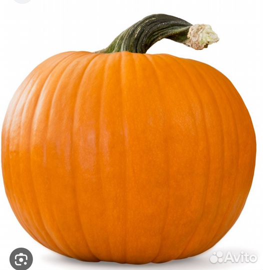 Тыква кормовая