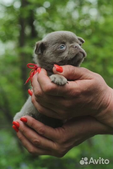 Чиахуа щенок голубого окраса с синими глазами
