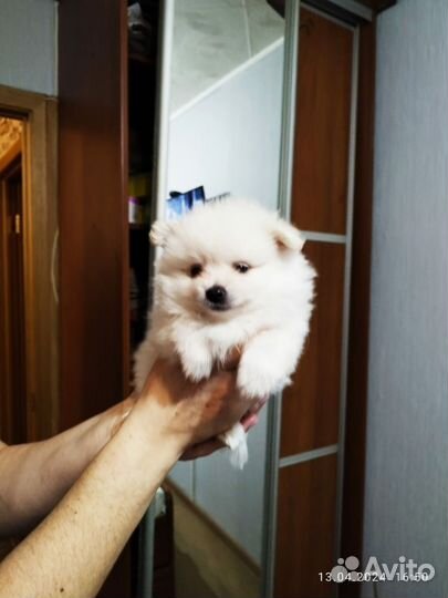 Померанский шпиц