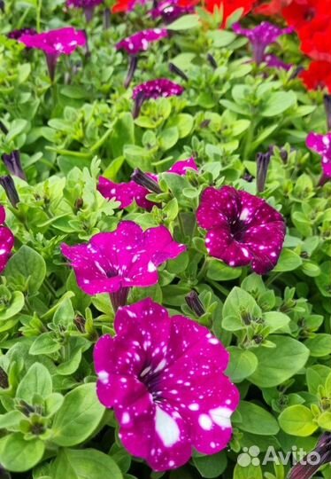 Рассада однолетних цветов