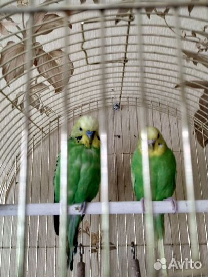 Волнистый попугай с клеткой