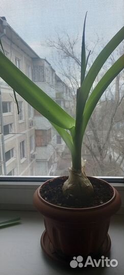 Индийский лук