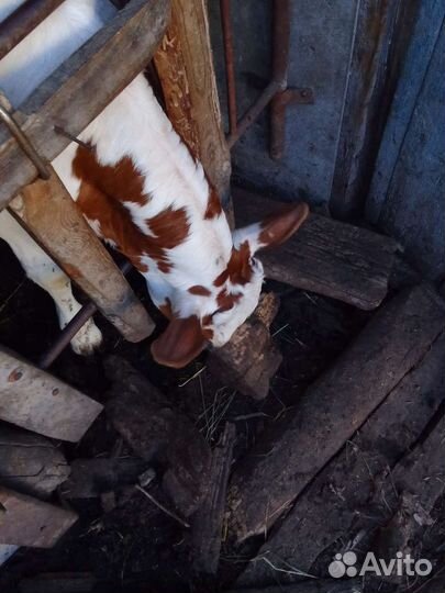 Месячные бычок