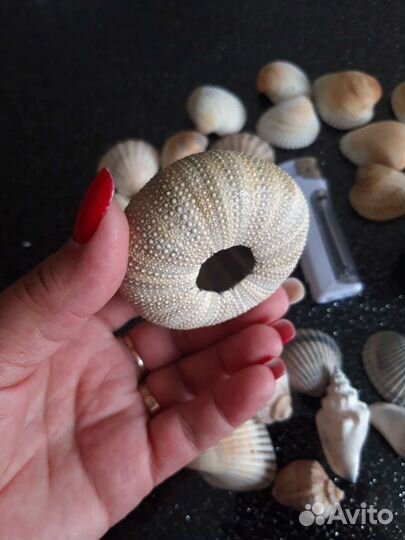 Морские ракушки раковины для аквариума, декора
