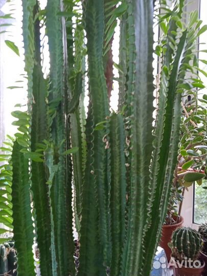 Цветок эуфорбия